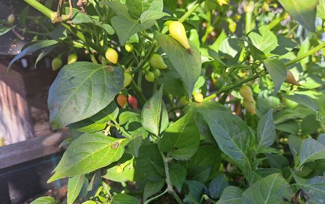 Appartement 2 - Photo 68